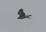 Northern Goshawk