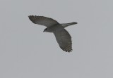 Northern Goshawk