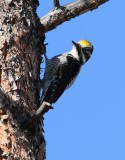 American Three-toed Woodpecker