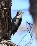 American Three-toed Woodpecker