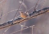 Winter Wren