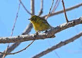 Pine Warbler