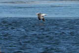 Lesser Black-backed Gull