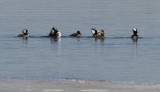Hooded Merganser