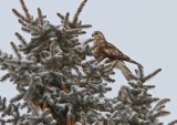 Rough-legged Hawk