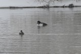 Barrow's Goldeneye