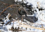 Rusty Blackbird