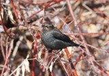 Rusty Blackbird