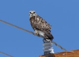 Rough-legged Hawk