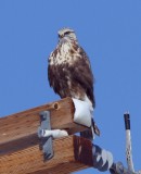 Rough-legged Hawk