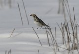Lapland Longspur