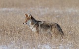 Coyote