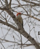 Red-bellied Woodpecker
