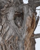 Eastern Screech-Owl