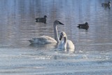 Boyd Swan