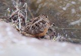 American Woodcock