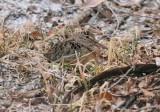 American Woodcock