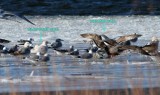 Glaucous Gull and Iceland Gull