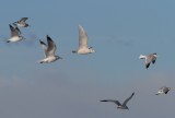 Glaucous Gull