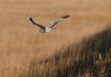 Northern Harrier