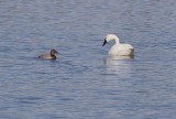 Tundra Swan