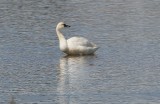 Tundra Swan