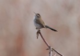 Bewick's Wren