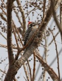 Ladder-backed Woodpecker