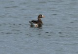 Greater White-fronted Goose
