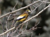 Evening Grossbeak