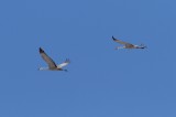 Sandhill Crane