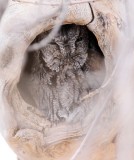 Western Screech-Owl