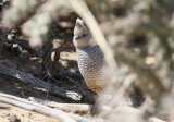 Scaled Quail