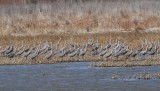 Sandhill Crane