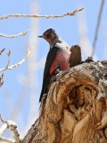 Lewis's Woodpecker