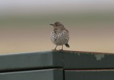 Sage Thrasher