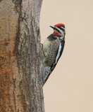 Red-naped Sapsucker