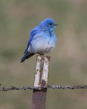 Mountain Bluebird