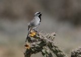 Black-throated Sparrow