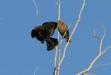 Brown-headed Cowbird