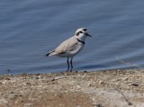 Snowy Plover
