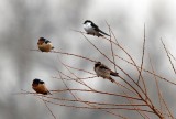 Barn, Violet-Green and Cliff Swallow