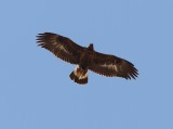 Golden Eagle