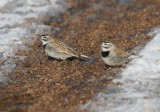 McCown's Longspur