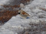 McCown's Longspur