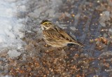 Savannah Sparrow