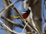 Painted Redstart