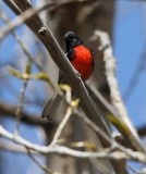 Painted Redstart