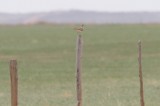 Upland Sandpiper