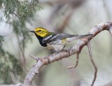 Black-throated Green Warbler